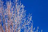 Frosty Tree At Sunrise_28673